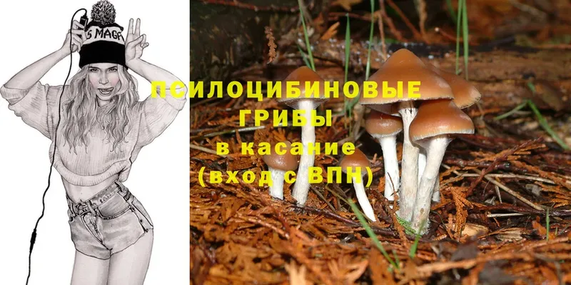 Галлюциногенные грибы Psilocybe  Лесосибирск 